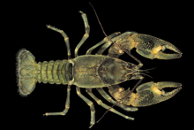 Atlantic Slope Crayfish