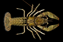 Hiwassee Headwaters Crayfish