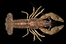 French Broad crayfish
