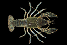 Sickle Crayfish
