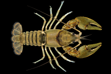 Broad River Spiny Crayfish
