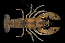 Tuckasegee Stream Crayfish