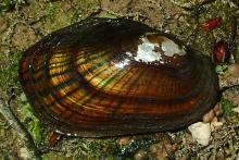 Carolina Creekshell Mollusk