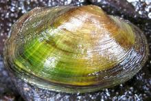 Creeper Mollusk