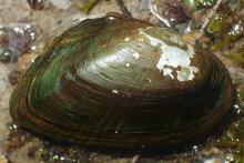 Dwarf Wedge Mussel