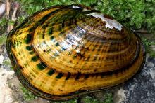 Eastern Creekshell Mollusk