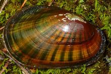 Eastern Lampmussel