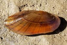 Eastern Pondmussel