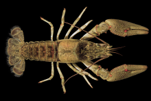 Spiny Stream Crayfish