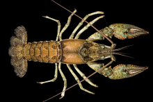 Virile/Northern Crayfish