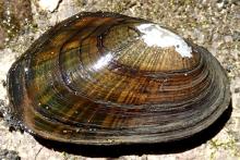 Green Floater Mussel