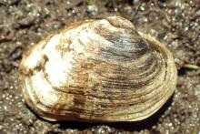 Littlewing Pearlymussel Mollusk