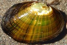 Notched Rainbow Mollusk