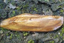 Pod Lance River Mussel