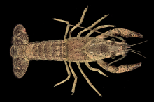 Red Swamp Crayfish