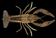Pamlico Crayfish
