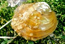 Purple Wartyback Mussel