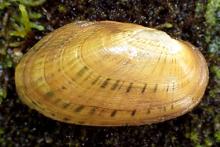Rainbow Mollusk