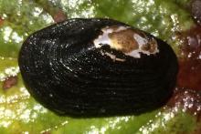 Savannah Lilliput Mollusk