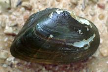 Slippershell Mussel