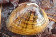 Tennessee Pigtoe Mollusk