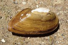Waccamaw Spike Mussel