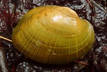 Wavyrayed Lampmussel