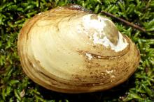 Yellow Lampmussel