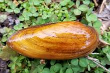 Yellow Lance Mussel