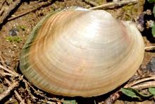 Tidewater Mucket Mollusk