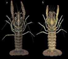 Cedar Creek Crayfish