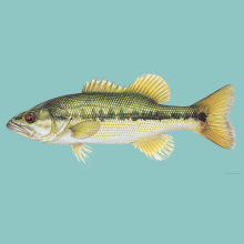 artist's rendering of a spotted bass with aqua background added later