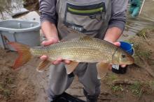 An angler holds a sicklefin redhorse in his hands