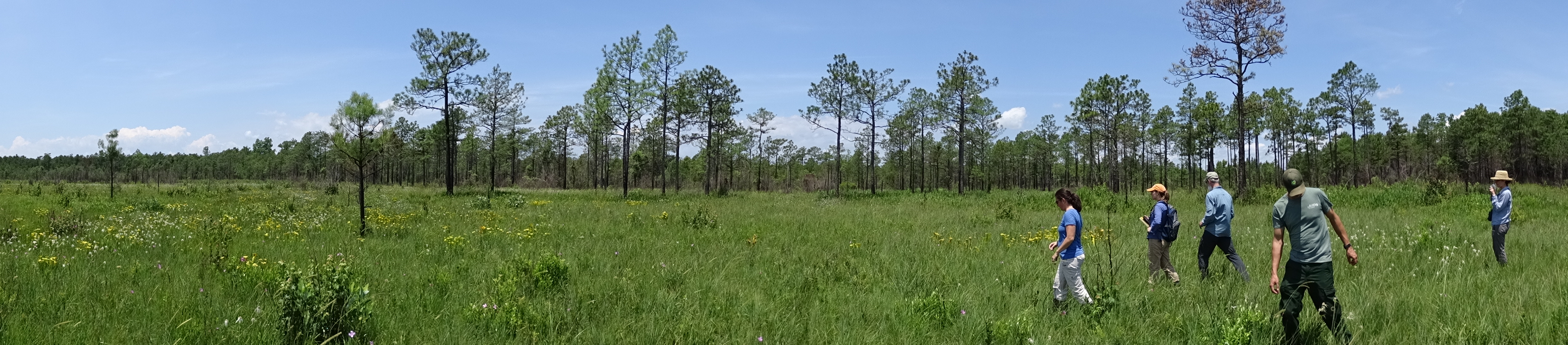 Caring for your Venus Flytrap – NC Coastal Land Trust