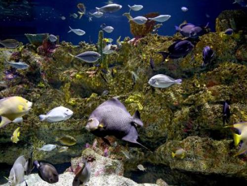 The Shark Tooth Ledge habitat at the N.C. Aquarium at Fort Fisher