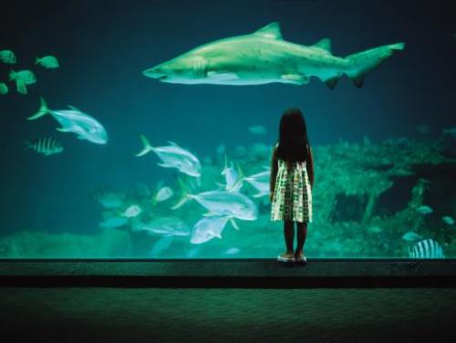 Watching the world go by at one of North Carolina's three aquariums
