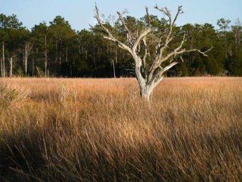 Marshland at Carolina Beach State Park