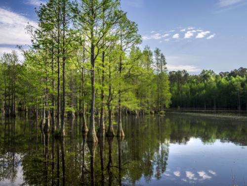 Swampland at Carvers Creek State Park
