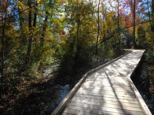 A trail through swampland at Dismal Swamp State Park