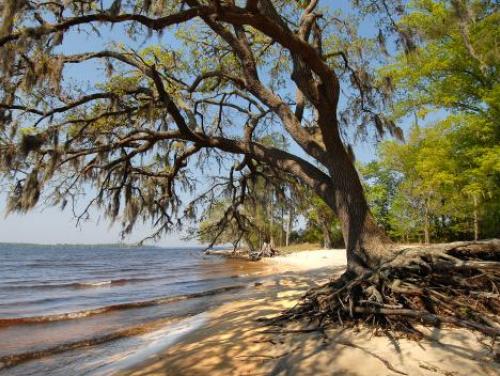 A sandy beach at Goose Creek State Park