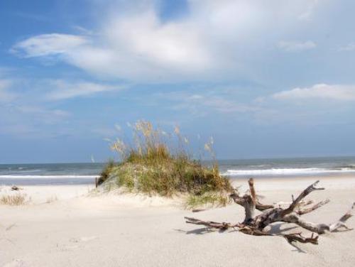 A Bear Island dune at Hammocks Beach State Park