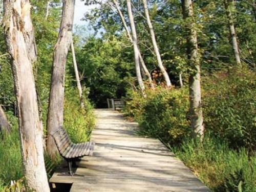 A boardwalk through wetlands at Haw River State Park