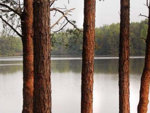 Lake Norman as seen through a grove of a trees
