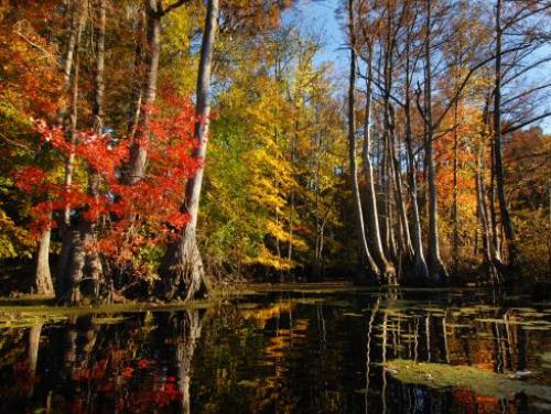 Fall at Merchants Millpond State Park