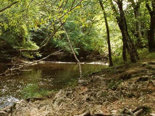 A creek at Medoc Mountain State Park