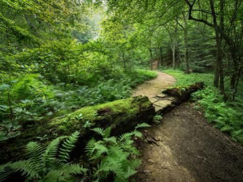 A trail winds through the woods at Occoneechee Mountain near Hillsborough