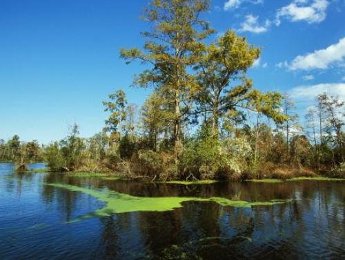 The blackwater Scuppernong River at Pettigrew State Park