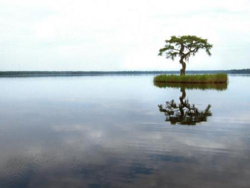 A lone cypress tree in the water at Singletary Lake State Park