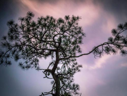 A Longleaf Pine tree rises toward the sky during a sunset at the Weymouth Woods-Sandhills Nature Preserve