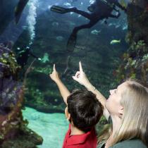 north carolina aquarium at fort fisher nc dncr